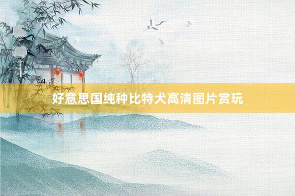 好意思国纯种比特犬高清图片赏玩